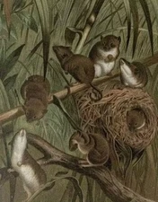 Harvest Mouse Chromolithograph print by Prang -Selmar Hess Antique