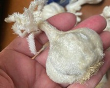 vintage velvet veggie garlic bulb 1.5x3" curly stem made USA pincushion 1pc