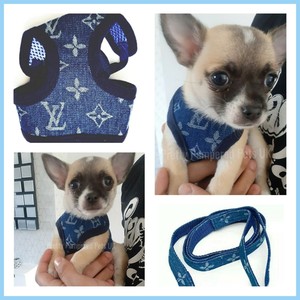 blue chihuahua dog