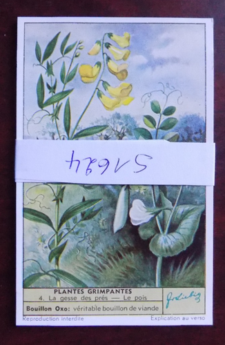 Chromos Liebig S1624 plantes grimpantes - climbing plants - Photo 1/2