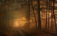 Landscape forest leaves shrubs trees sunlight mist sun Custom Gaming Mat Desk