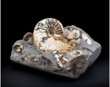 Ammonite Fossil - Fox Hills Formation - South Dakota, USA