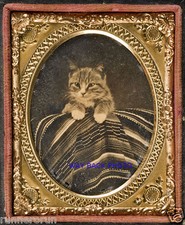 REPRINT OF 1860's AMBROTYPE PHOTO - CAT POSED WITH MEXICAN SERAPE- NO FRAME