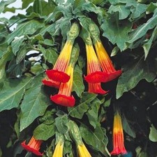 Brugmansia sanguinea RED ANGELS TRUMPET Seeds 