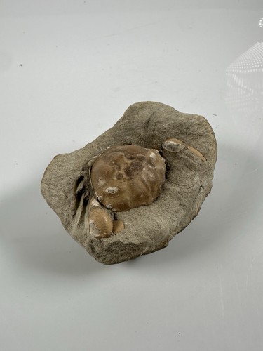 Rare Fossilized Fossil Crab - Picture 1 of 4
