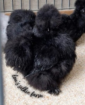 One Dozen (12) Black Silkie Hatching Eggs  Regular Silkie Feather   UPS 3 Day