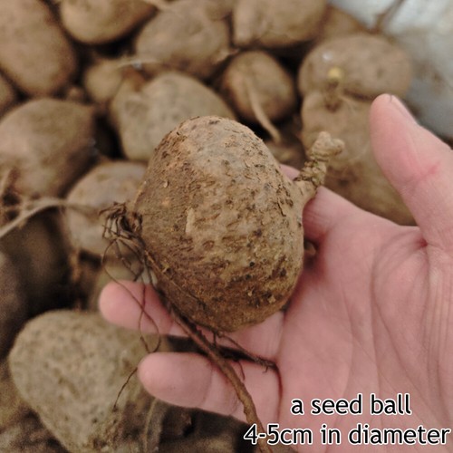 Garden Plants Golden Vine Plant Cactus Live Plants Rare Root 4-5cm Beautiful 0 - Picture 12 of 12