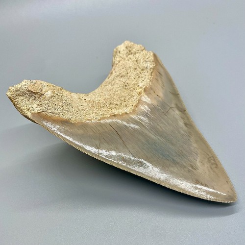 RAZOR SHARP Dente MEGALODON fossile seghettato 4,74" - Spessore Indo Meg inferiore - Foto 5 di 8