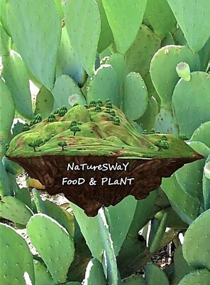 Prickly Pear Organic Spineless Cactus Pads, Beauty Regimen Reptile & Human Food