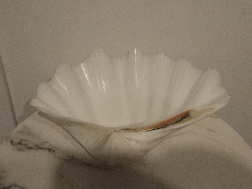 Natural Giant Clam Shell Specimen Tridacna Gigas - 11