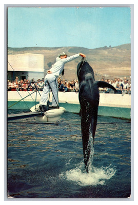 Palos Verdes CA Marineland Pacific Pilot Whale Bubbles Posted 1960 Postcard