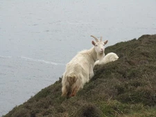 Photo A3 What do you want? Bruthach Mu00f2r Wild goat, with kid, on the c2014