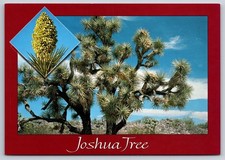 Postcard Joshua Tree Arizona Desert View Cactus USA Unposted