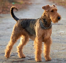 Pet Stone Memorial Grave Marker granite Plaque Human headstone Airedale Terrier