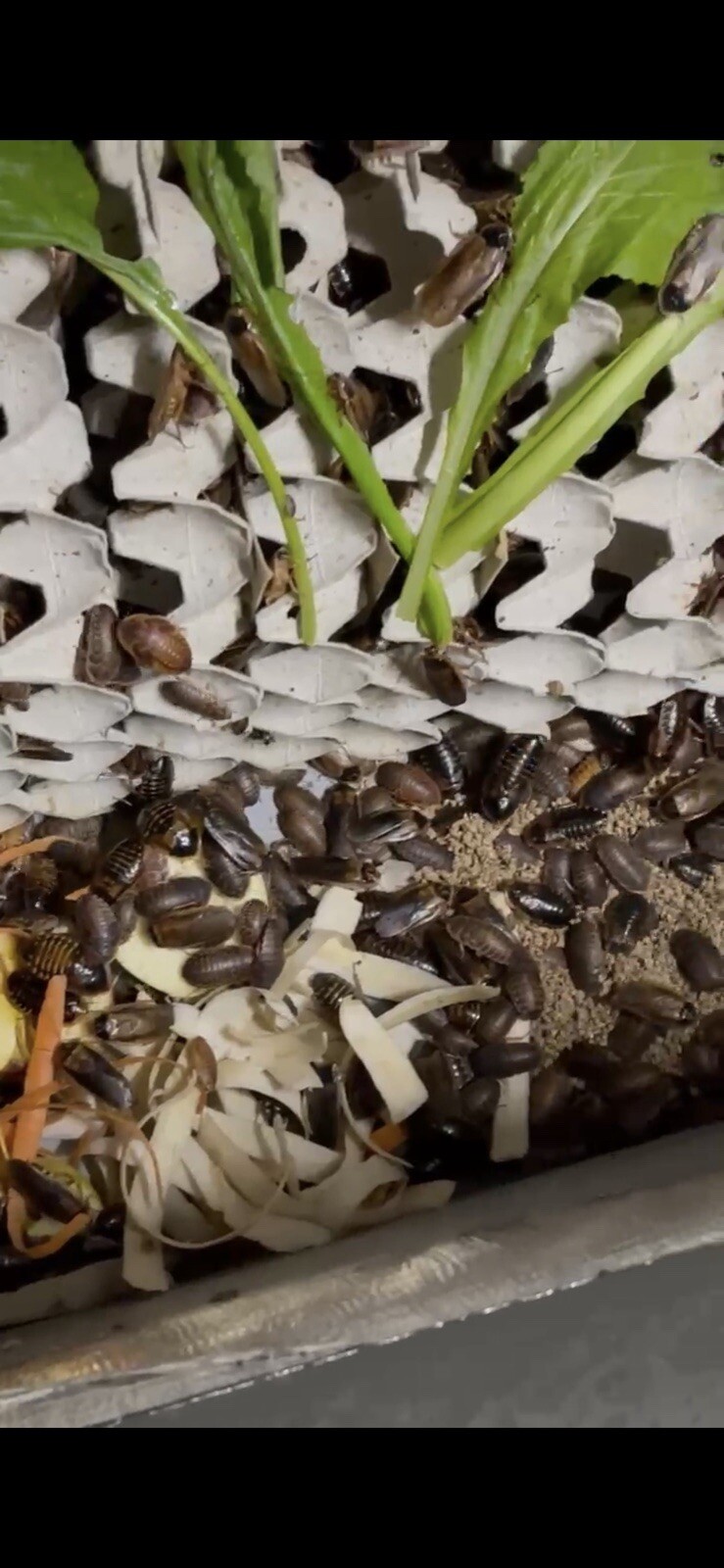 1000 Small Dubia Roaches Live Feeders + 15 Overcount + Free Shipping