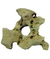 Beige Gallura Muschel Mit Loch S 17X14.5X8Cm Aquarium Dekoration Amtra