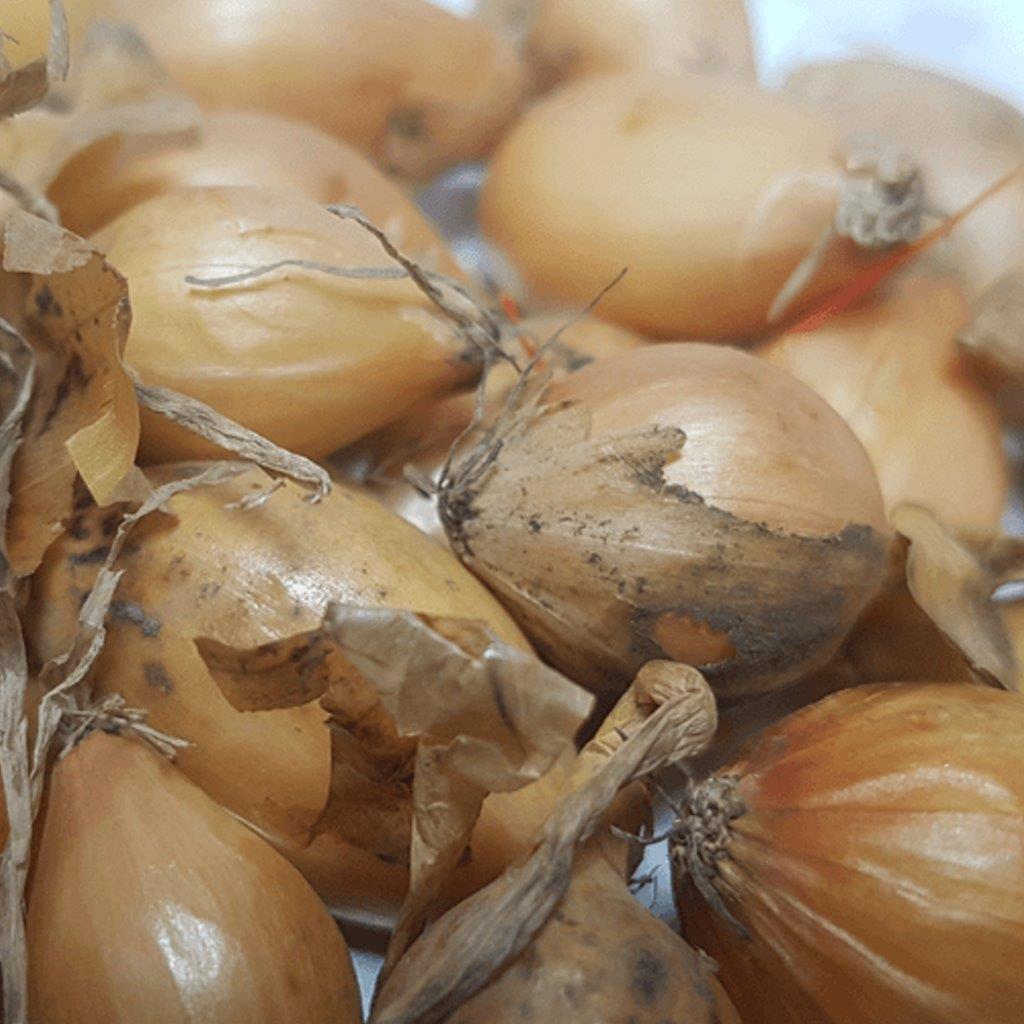 Onion Sets Giant Stuttgarter Red Baron Centurion JetFire Garden