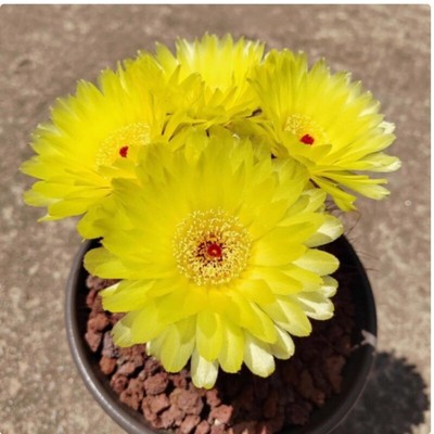 Notocactus Ottonis Flowering Cactus Plants Garden Deco Succulent Plants 3-4cm