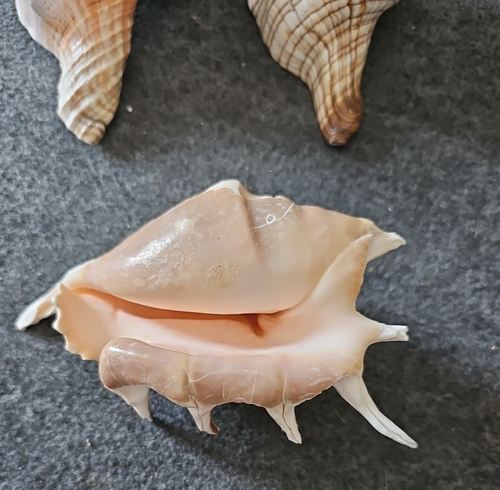 4 Large Conch Seashells - Spider, Horse & King Crown Conch Seashells, 4-5" - Picture 3 of 9