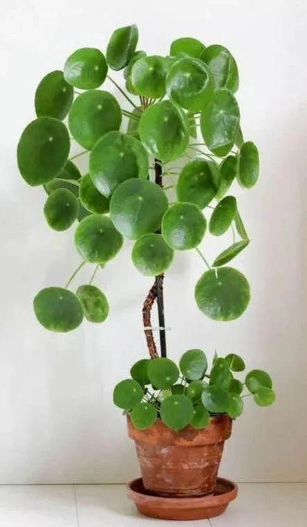 Money plant 2024 feng shui