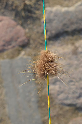 Sehnengeräuschdämpfer Silencer Cat Whiskers  Nutria braun
