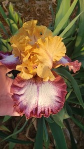 Tall Bearded Iris Attitude Adjustment