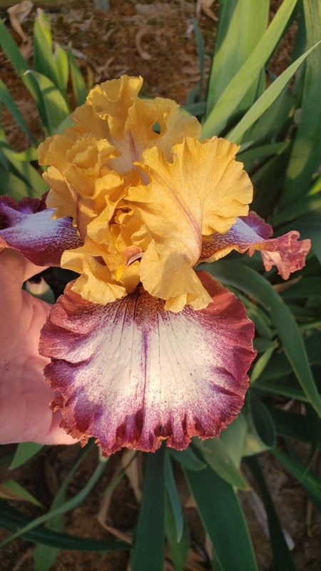 Tall Bearded Iris Attitude Adjustment