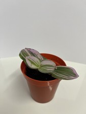 Tradescantia Nanouk | 6CM Pot | Easy Care Indoor Houseplant | Pink & Purple