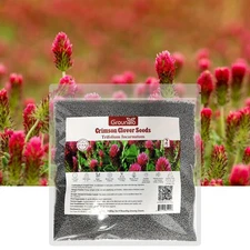 Groundio Annual Crimson Clover Seeds, 2 lbs, Trifolium Incarnatum Seeds for Lawn