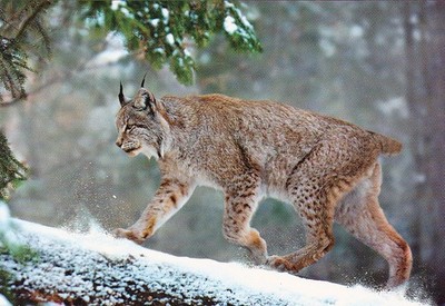 Zoo  Wildlife  LUCHS  ***  Lynx  *** Postcard    ***PL01