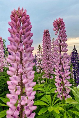614761 Lupine Leaf Cluster Garden Nature Wall Print Poster