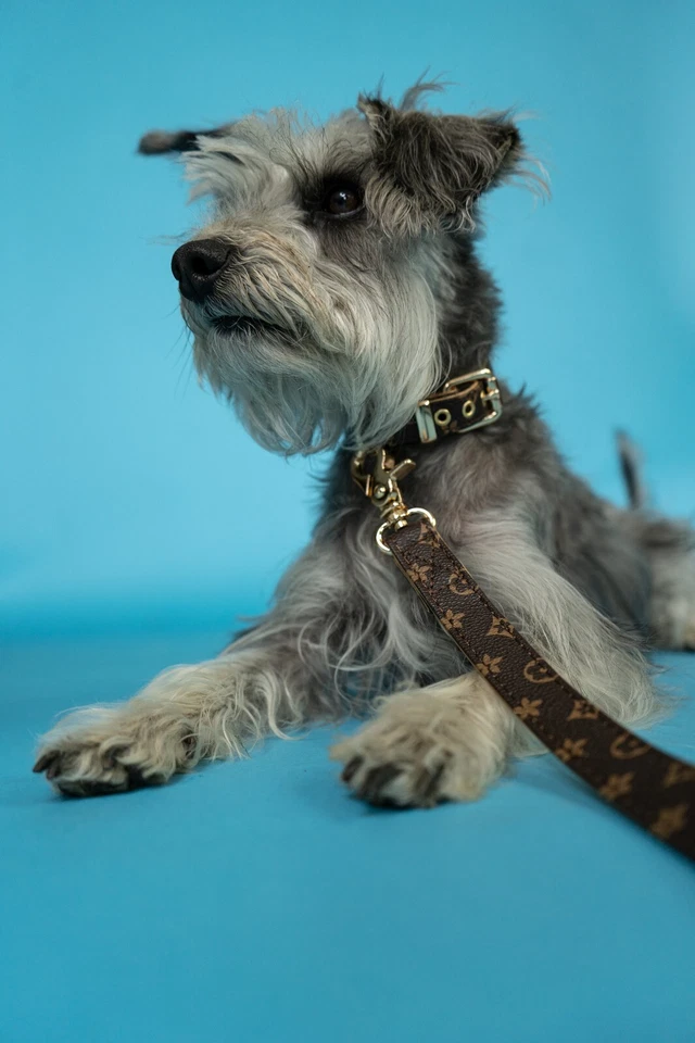 Correa + collar de cuero marrón de diseñador para perro, diseñador de moda para mascotas, herrajes dorados Foto 3 de 4