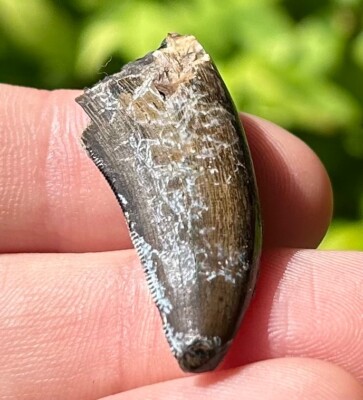 Juvenile T-Rex Dinosaur Tooth Fossil Tyrannosaurus Rex Hell Creek