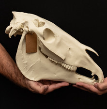 Life Size Horse Skull Replica Fully Assembled 3D Printed Separate Jaw