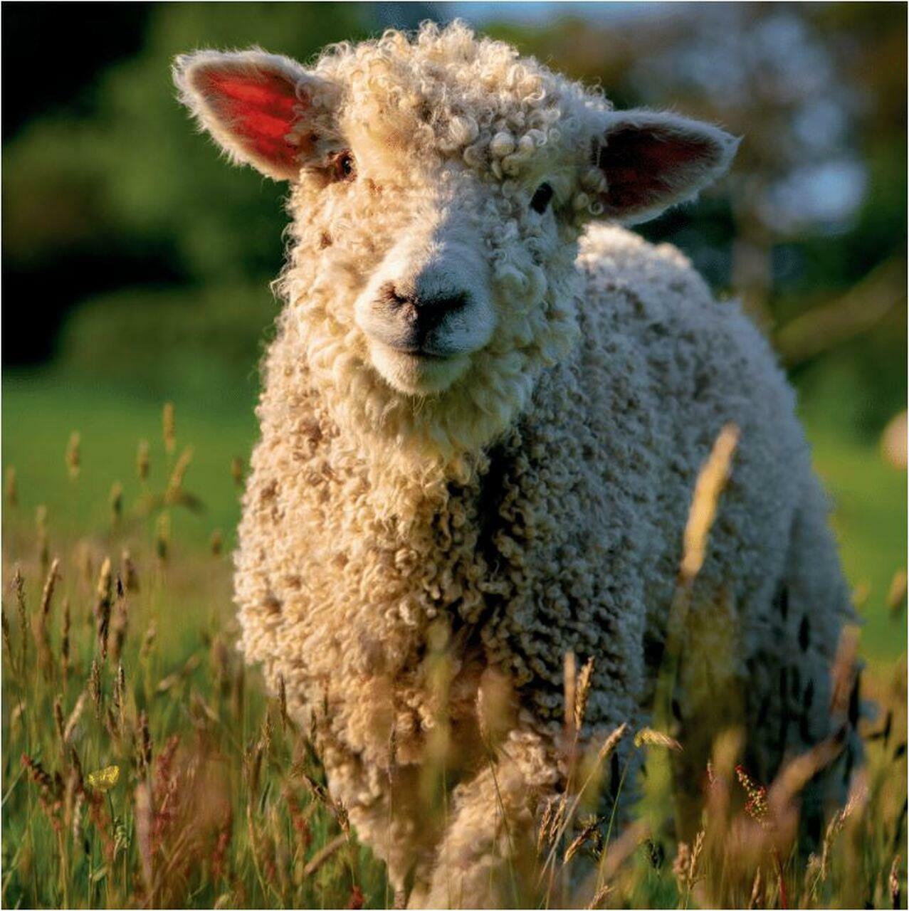 The Eco Friendly Card Co Greeting Card Devon and Cornwall Longwool Lamb Easter