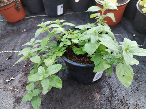 BananenMinze Mentha arvensis Pflanze Gewürz Kräuter mehrjährig eBay