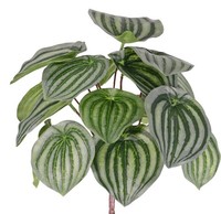 Artplants Kunstpflanze Zwergpfeffer Alara Auf Steckstab, GrüN, 25Cm