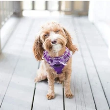 PUPTECK Small Dog Harness No Pull Step-in Soft Mesh Puppy Padded Pet Vest Harnes