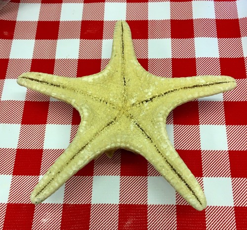 Authentic STARFISH Seashore Beach Ocean Nautical Condo Decor Stage PROP 6”