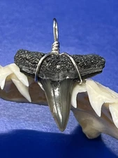SHARK TOOTH PENDANT Fossilized 7/8 Inch Upper LEMON Shark Tooth 