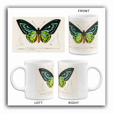 Mariposa Ala de Pájaro Verde (Ornithoptera) - 1849 - Taza Ilustración