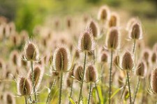 75 FULLERS TEASEL Indian Teasel Dipsacus Sativus White Flower Seeds