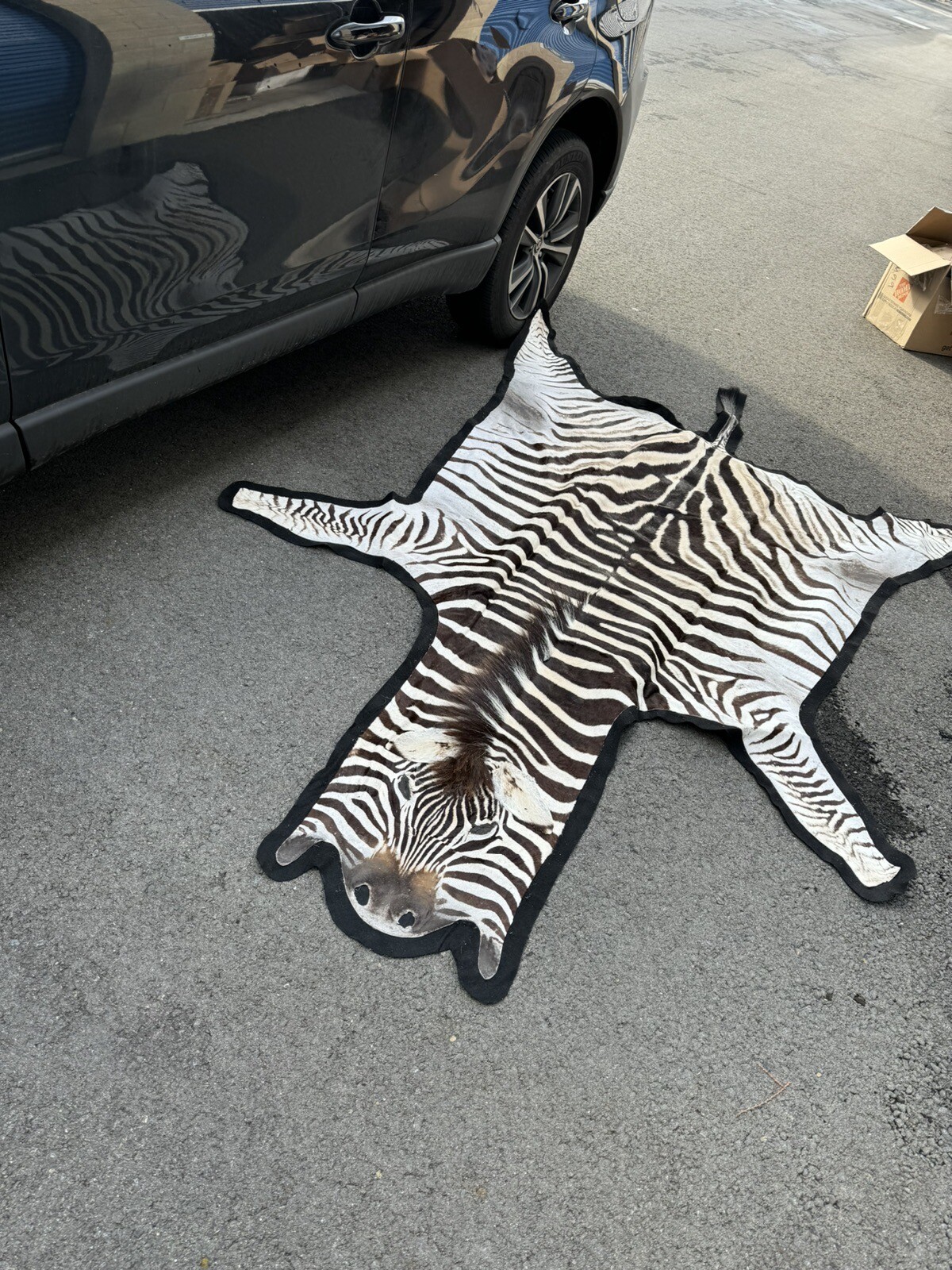 Burchells Zebra Rug Mount African Safari Taxidermy eBay