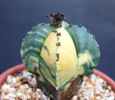 Astrophytum cuadricostatum variegated rare exotic cactus succulent seed 10 SEEDS