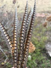 Long length pheasant feathers. 5 feathers In Each bag.