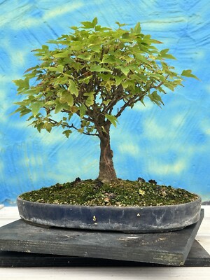 buy dracena plant Dracaena Mass Cane 'Corn Plant' | Best Low-Light Houseplant XL (5-6 ft) main image 0