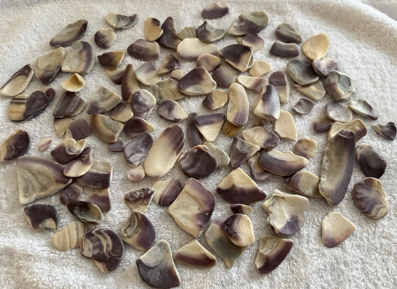 Assorted  2.2 lbs. Wampum Shells and Pieces for Jewelry and Crafts