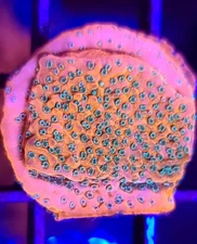 WWC Dragon Fruit Montipora * Live Coral Frag * AJs Aquariums