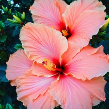 20 Salmon Pink Hibiscus Seeds Flowers Flower Seed Perennial Bloom US SELLER
