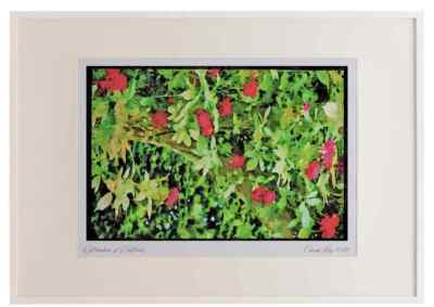 Garden 131083 Rambler Rose Adelaide D'Orleans On Pergola A3 Picture Frame Water